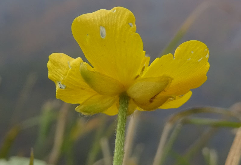 Ranunculus sp.